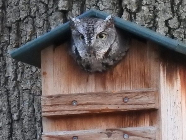 A gray morph eastern screech owl 