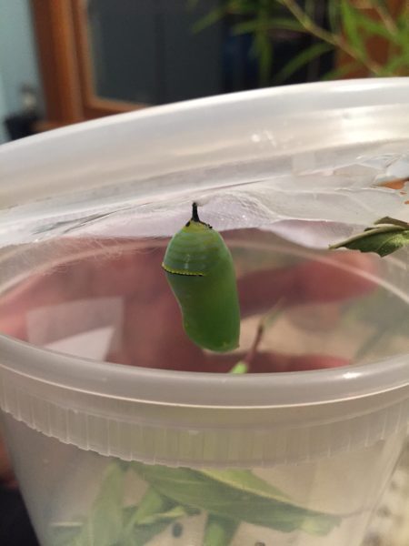 caterpillar chrysalis